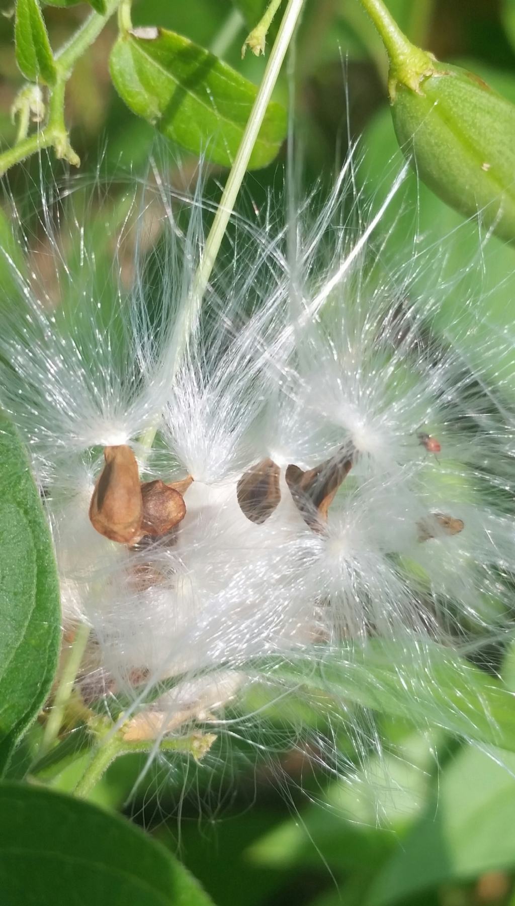 Baccello aperto di Vincetoxicum hirundinaria